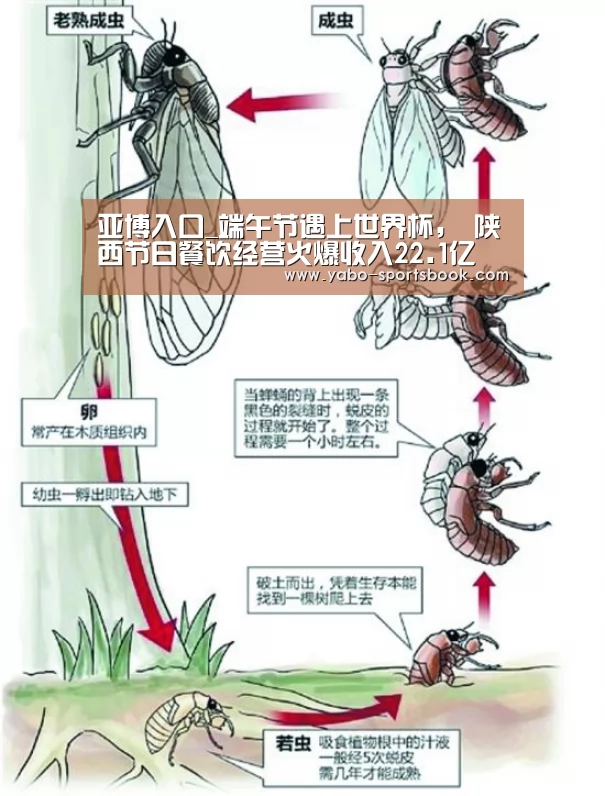 亚博入口_端午节遇上世界杯, 陕西节日餐饮经营火爆收入22.1亿(图4) 亚博体育